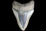 Bargain, Megalodon Tooth - North Carolina #83987-1